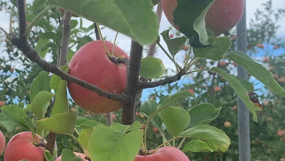 Baker Farm Market and U-Pick Market Apple close up