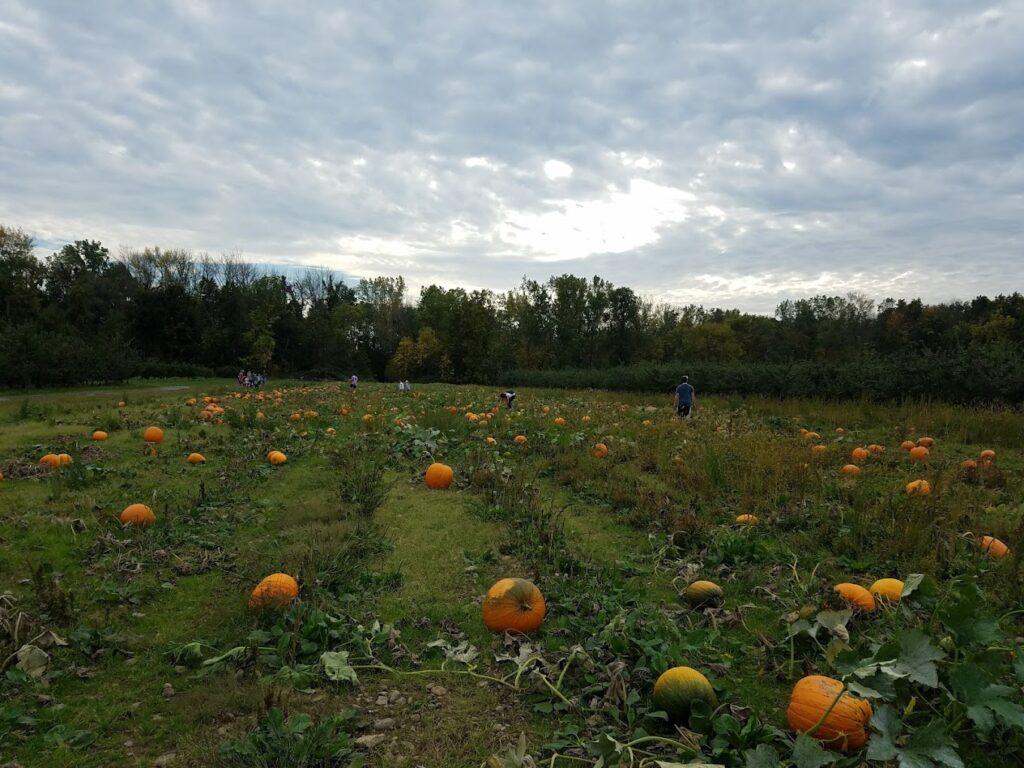 Baker Farm Market and U-Pick Market Pumpkin Patch