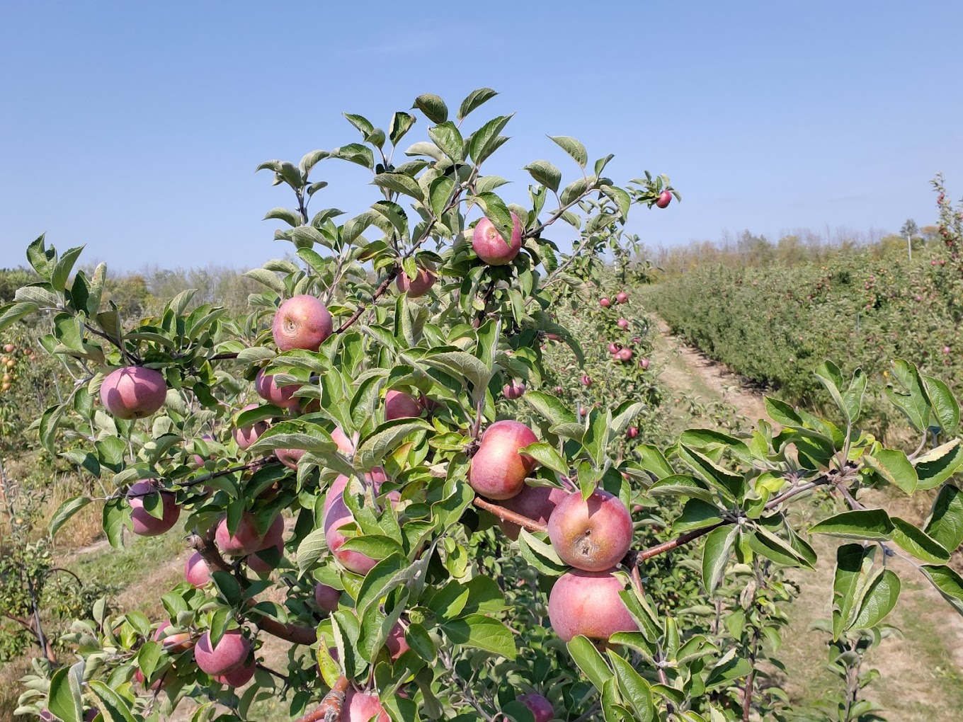 The Ultimate Guide to U-Pick at Baker Farm