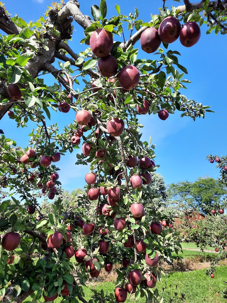 Baker Farm Market and U-Pick Market Apple Orchard Trees