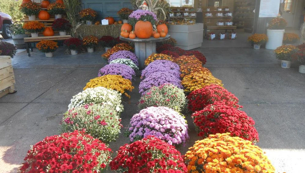 Baker Farm Market and U-Pick Market Flowers