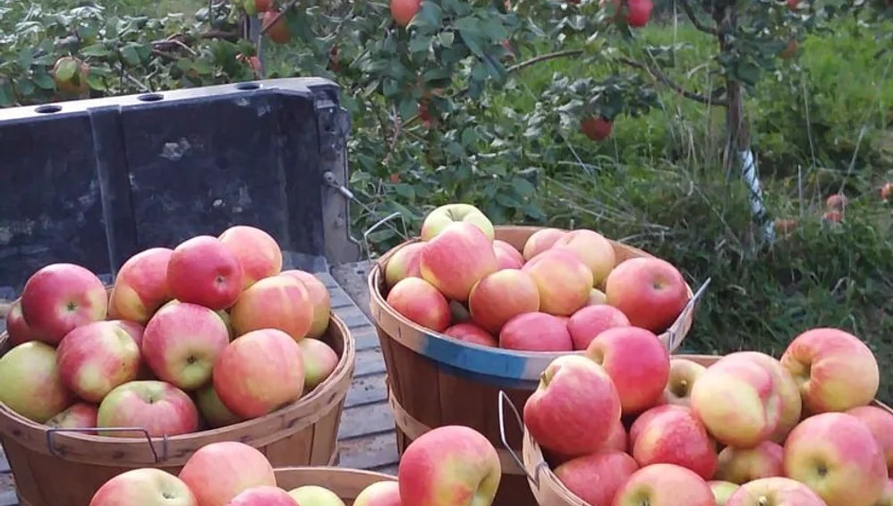 Fresh Apples at Baker Farm This Week