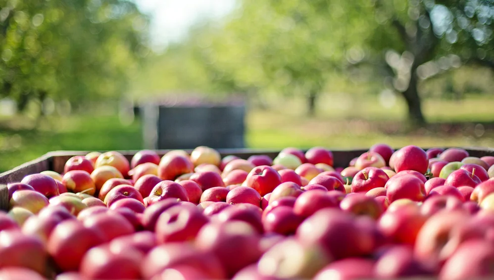 Baker Farm Market and U-Pick Market Apples Picked