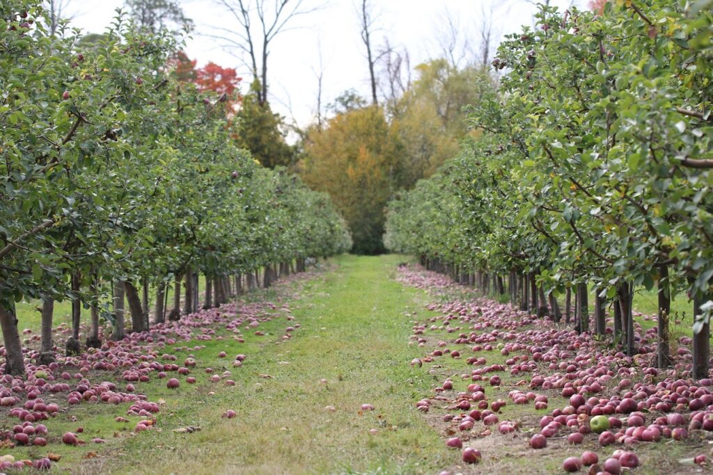 Baker Farm Market and U-Pick Market Apple Orchard end of season