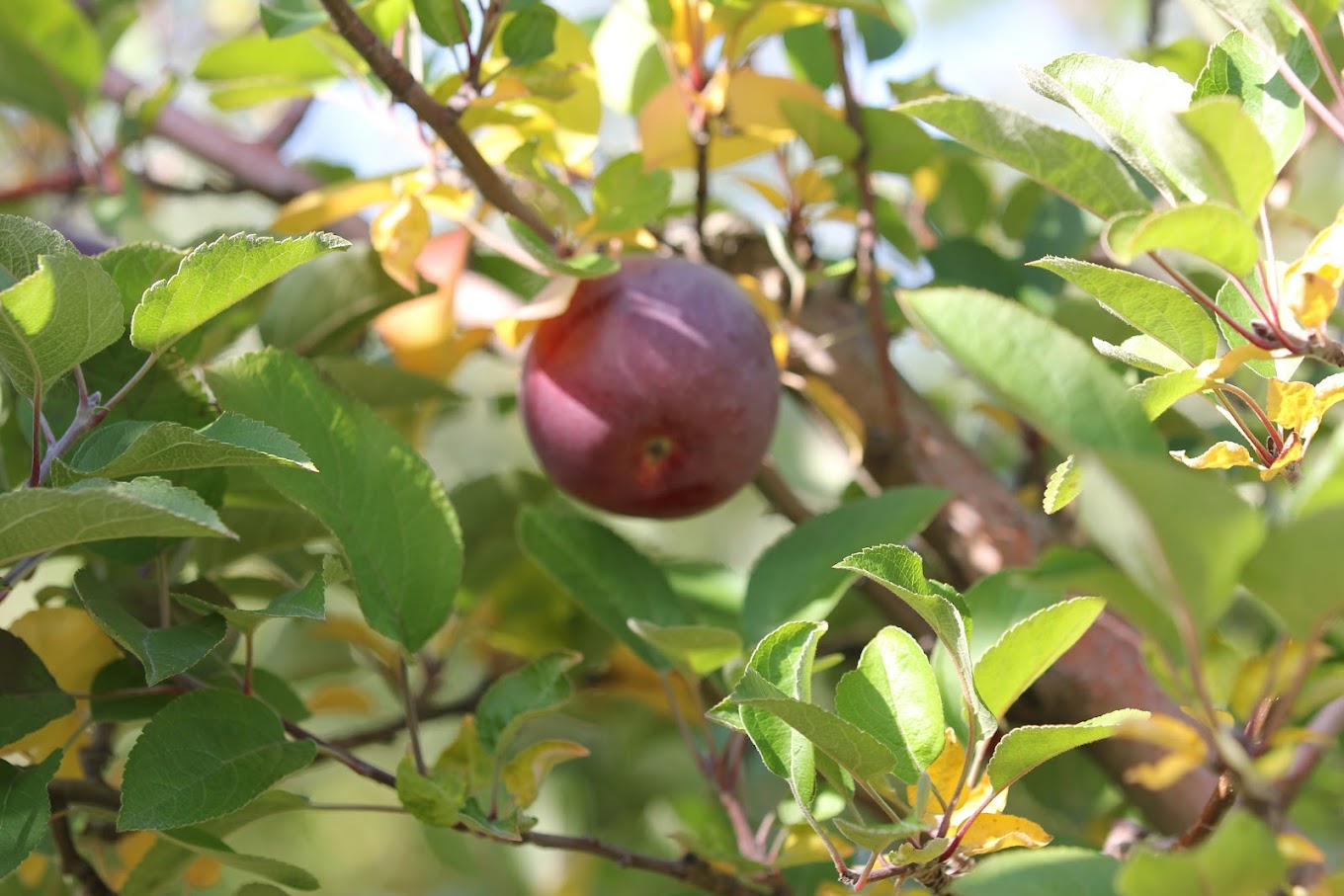 This Week’s Fresh Picks: Apples, Mums, and Maple Syrup at Baker Farm