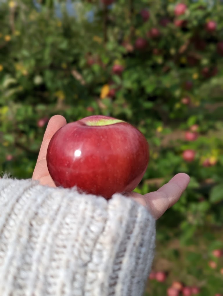 Baker Farm Market and U-Pick Market Apple in hand