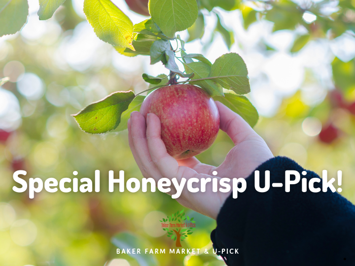 Special Honeycrisp Event & Apple U-Pick at Baker Farm This Week!