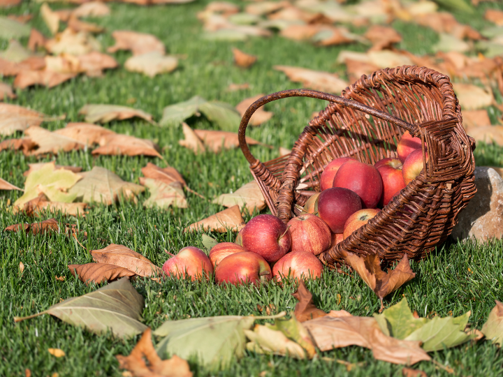 New Apple Varieties & Honeycrisp U-Pick This Week at Baker Farm!