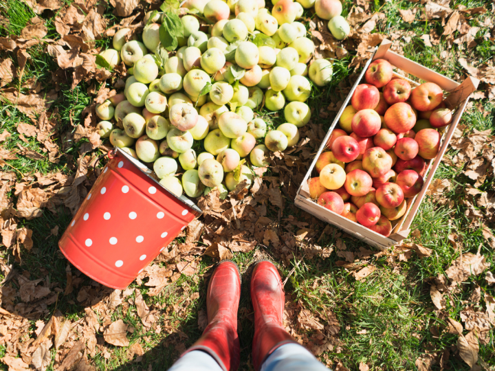 Fall Fun and Fresh Apples at Baker Farm This Week!