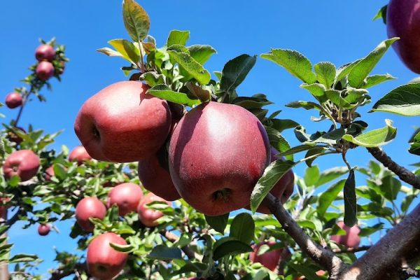 Baker Farm Market and U-Pick Market Apple Orchard tree close up